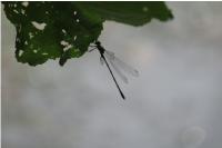 Chalcolestes viridis