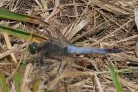 Orthetrum cancellatum