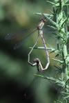 Chalcolestes viridis
