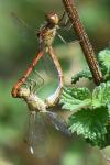 Sympetrum meridionale