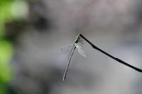 Chalcolestes viridis