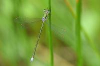 Lestes virens