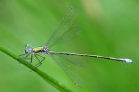 Lestes virens