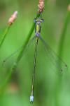 Lestes virens