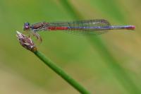 Ceriagrion tenellum
