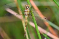 Sympetrum striolatum