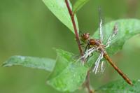 Sympetrum striolatum