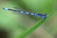 Coenagrion scitulum
