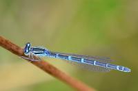 Coenagrion scitulum