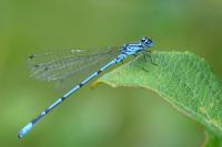 Coenagrion puella