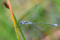 Lestes sponsa