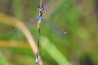 Lestes sponsa