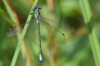 Lestes dryas