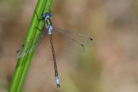 Lestes dryas