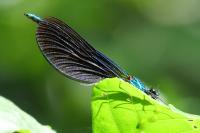 Calopteryx virgo
