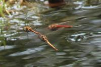 Sympetrum striolatum