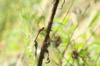 Sympetrum striolatum