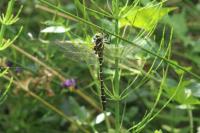 Cordulegaster boltonii