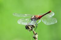 Sympetrum sanguineum