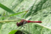Sympetrum sanguineum
