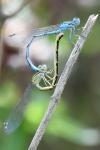 Enallagma cyathigerum