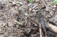 Orthetrum cancellatum