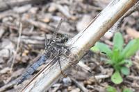 Orthetrum cancellatum