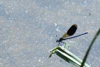 Calopteryx splendens