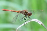 Sympetrum meridionale