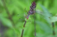 Chalcolestes viridis