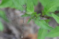 Lestes barbarus