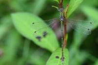 Lestes barbarus