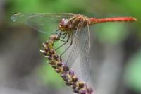 Sympetrum meridionale