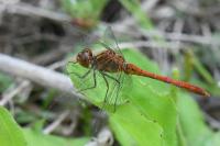 Sympetrum meridionale