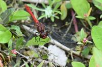 Sympetrum sanguineum