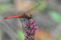 Sympetrum sanguineum
