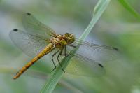 Sympetrum striolatum