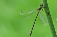 Chalcolestes viridis