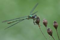 Chalcolestes viridis
