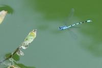 Enallagma cyathigerum