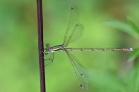 Lestes barbarus