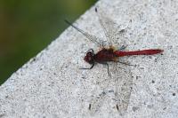 Sympetrum sanguineum
