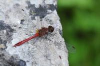 Sympetrum sanguineum