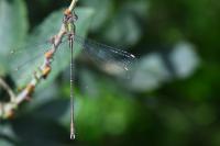 Chalcolestes viridis