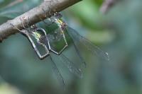 Chalcolestes viridis
