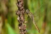 Crocothemis erythraea
