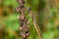 Crocothemis erythraea
