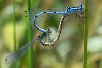 Enallagma cyathigerum