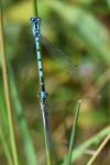 Enallagma cyathigerum