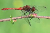 Sympetrum sanguineum